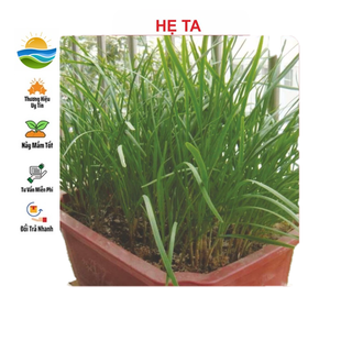 Hạt giống hẹ ta 2gram