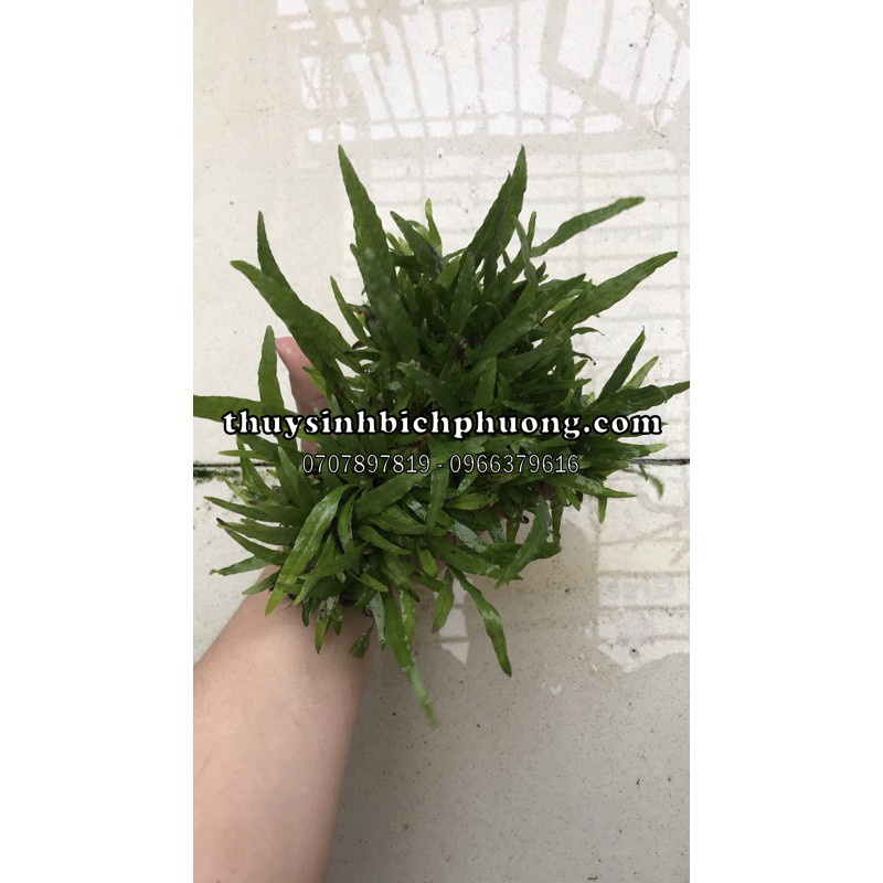 DƯƠNG XỈ LÁ HẸP MINI ƯƠM LŨA TỰ NHIÊN TUỔI THỌ HƠN 1 NĂM TUỔI SIÊU DÀY | TRANG TRÍ HỒ CÁ THUỶ SINH KHÔNG CO2