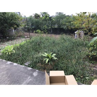 Cành cây giao