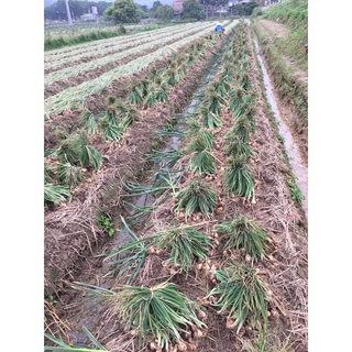 ⚡️[Flash Sale] Hành ta khô Kinh Môn cao cấp (hành tỏi Kinh Môn Hải Dương)