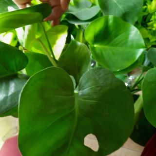 Trầu Bà Lá Xẻ ( cây con để bàn )