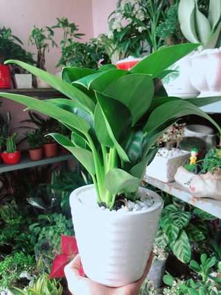 Chậu Cây Trầu Bà Đế Vương Xanh