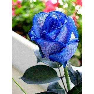 Hat giống hoa hồng xanh 20 hạt (TẶNG gói kích thích hỗ trợ hạt nảy mầm)