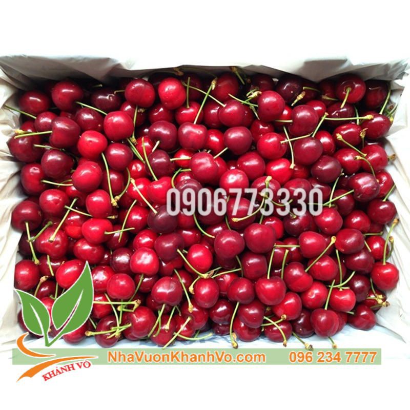 Cần bán cherry mỹ trưởng thành sắp ra trái