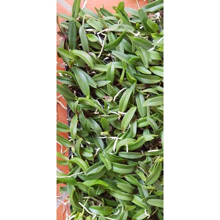 Đai châu giống mầu đốm