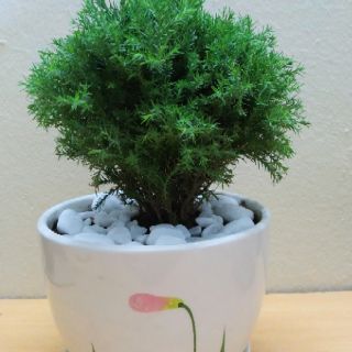 Tùng Bồng Lai (chậu sứ Đẹp)