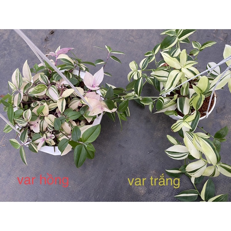 Chậu treo Thài lài var hồng trắng xanh