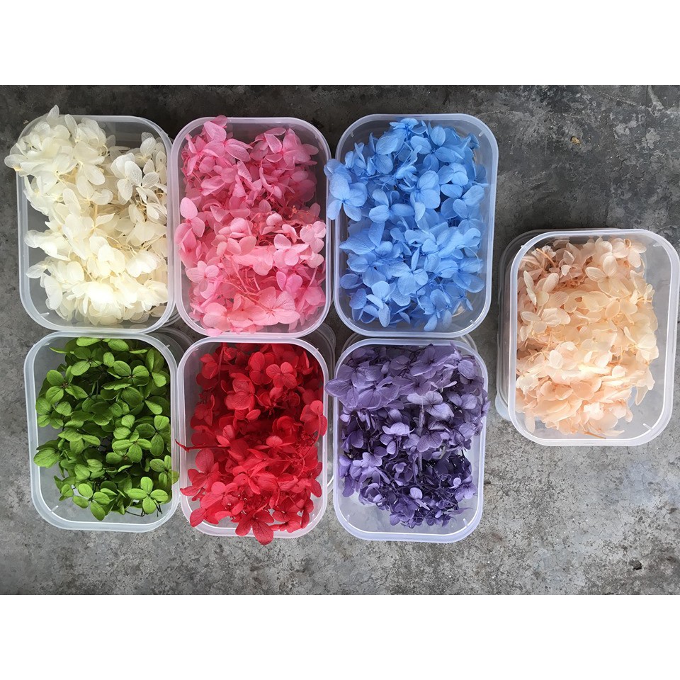Hoa khô đủ màu chụp ảnh