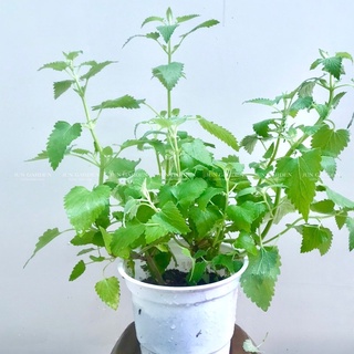 Cây bạc hà mèo - catnip và catmint - jun garden