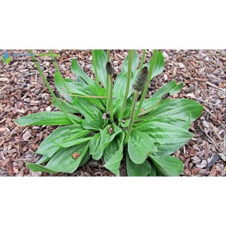 Hạt Giống Cây Mã Đề (1G)