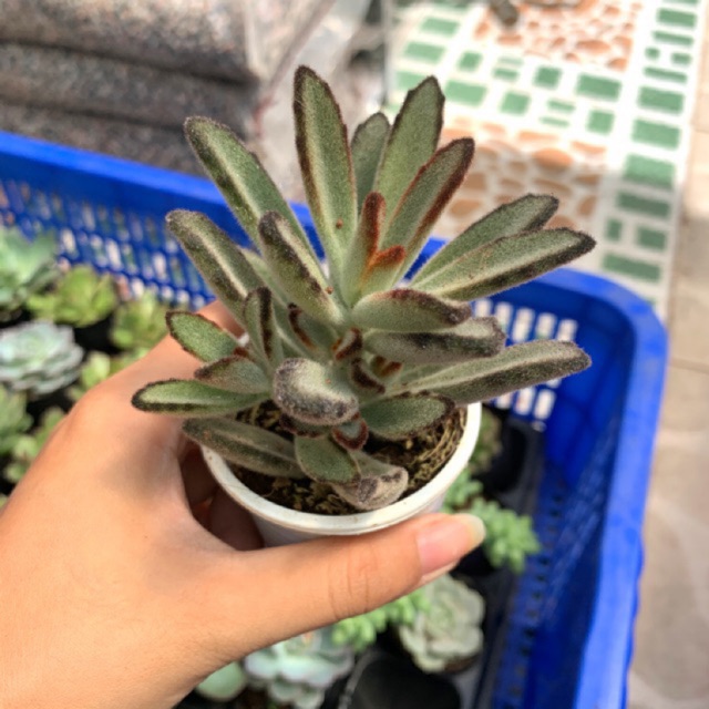 SEN ĐÁ NHUNG VIỀN ĐEN FREESHIP  ĐÃ THUẦN XỨ NÓNG SIU CUTE CHUẨN SIZE BẦU