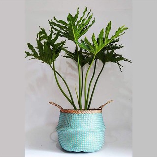 Giỏ cói trồng cây/đựng đồ sơn xanh phi 35