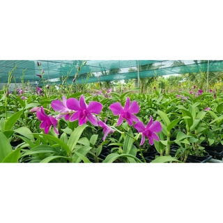 HOA LAN PINK XƯA