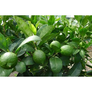 Chậu cây Chanh Tứ Quý TháiLan đẹp