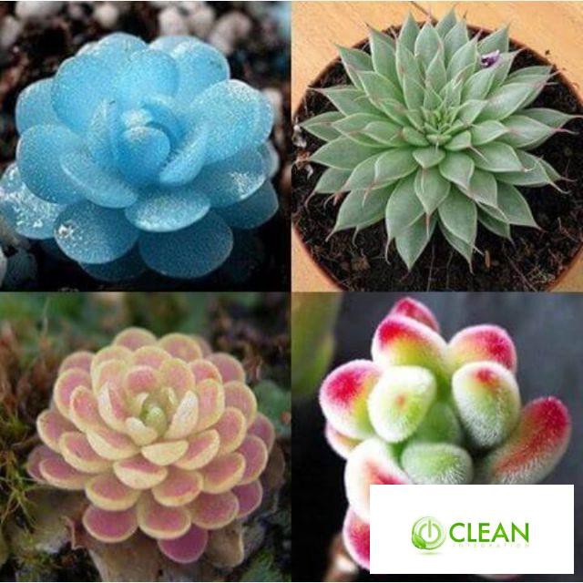 Gói 20 hạt giống sen đá mix màu