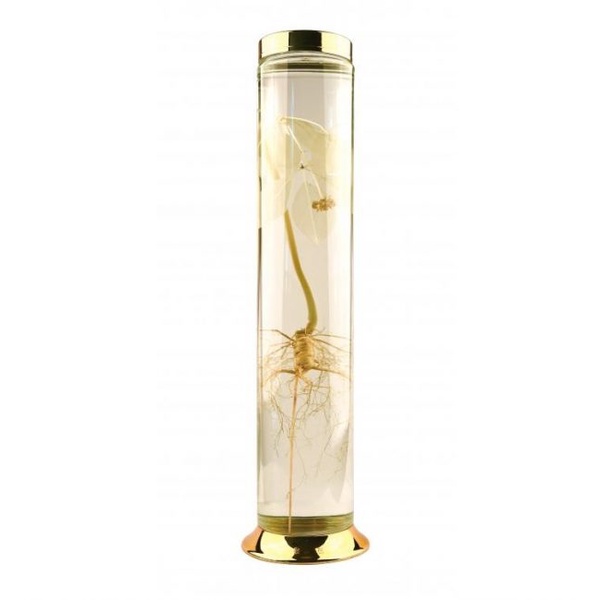 Bình ngâm rượu sâm thủy tinh CAO CẤP PHÚ HÒA 1,8 lít