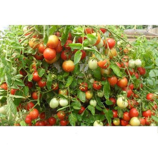 Hạt giống cà chua bi tròn lùn dễ trồng, siêu trái 100 hạt