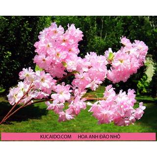 Hoa Giả Hoa Lụa Hoa Anh Đào