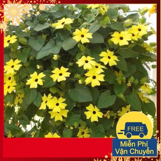 Hạt Giống Hoa Ánh Dương Mix
