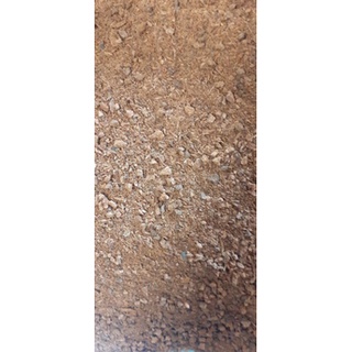 700gram hạt gáo vàng giống