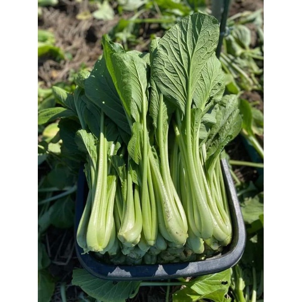 100gr Hạt giống cải ngọt cọng xanh Trang Nông, dễ trồng
