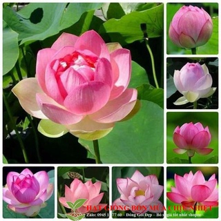 Gói 5 hạt giống sen ta
