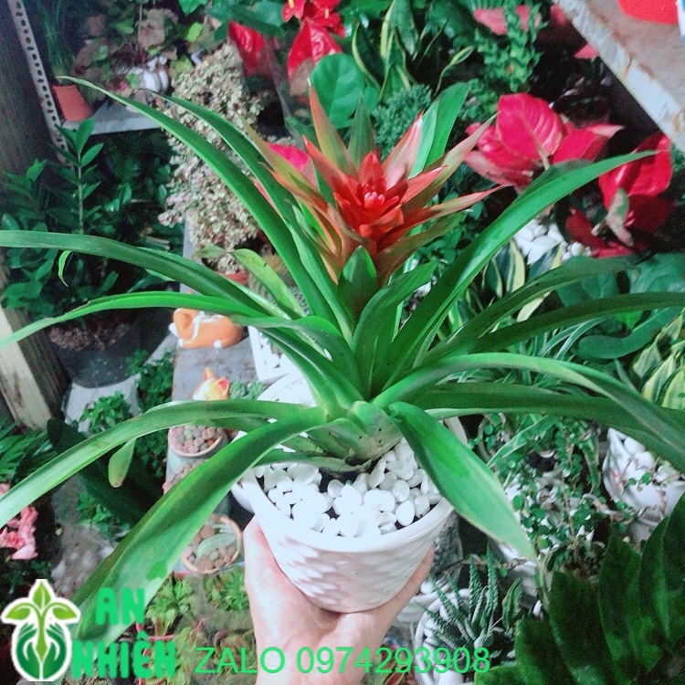 Chậu Cây Phong Lộc Hoa