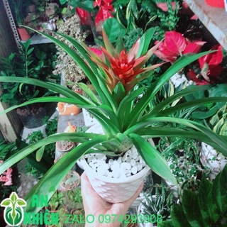 Chậu Cây Phong Lộc Hoa