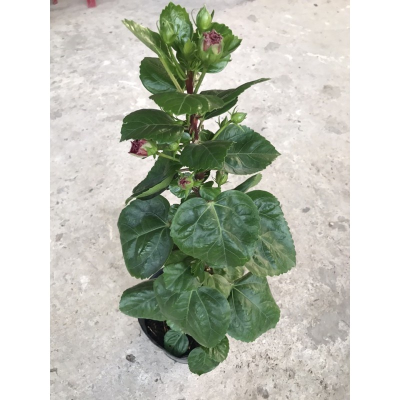 caykiengsadec - Cây hoa bụt đỏ + Tặng Phân Bón - hoa kiểng lá - trang trí nội thất cảnh quan sân vườn ngoài trời