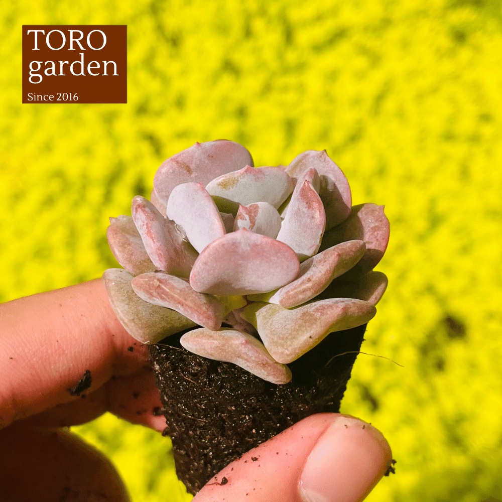Sen đá cúc tím Đà Lạt size mini cây cảnh trang trí nhà cửa Toro garden