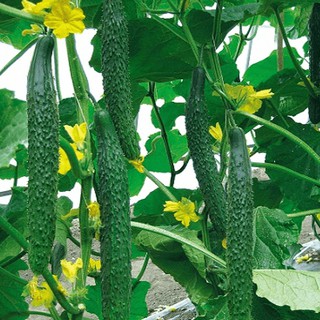 Hạt giống dưa chuột f1 gn 02 0.5g