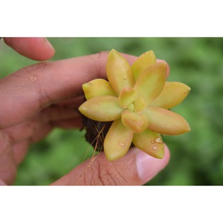 sen đá đá lửa mini 2-4cm