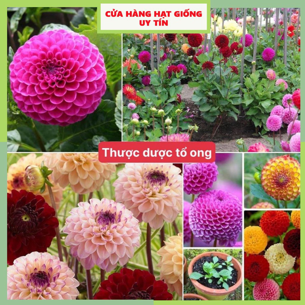 Hạt Giống Hoa Thược Dược Tổ Ong F1 Loại siêu dễ trồng hoa nở đẹp kháng sâu bệnh [ gói 50gram ,100gram,200gram]