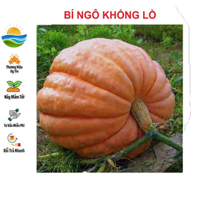 Hạt giống bí ngô khổng lồ 4 hạt