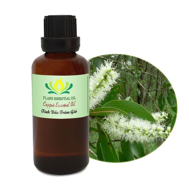 Tinh dầu Tràm (Cajeput) - 50ml,100ml nguyên chất xuất xứ Singapore