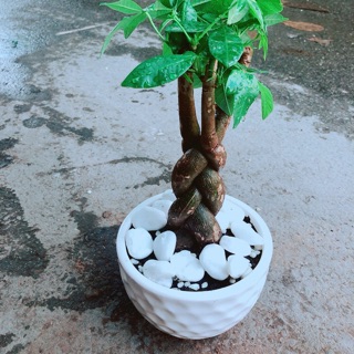 Chậu Kim Ngân Thắt Bính 3 Thân