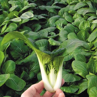 Hạt giống cải bẹ