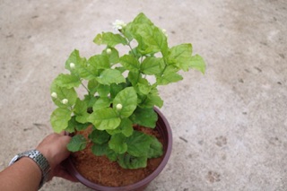Chậu cây Lài Trà