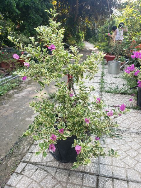 Bông giấy cẩm thạch siêu bông