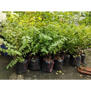 Cây chùm ruột giống chua ( cao 25-60cm)