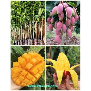 Cây xoài tím thái lan