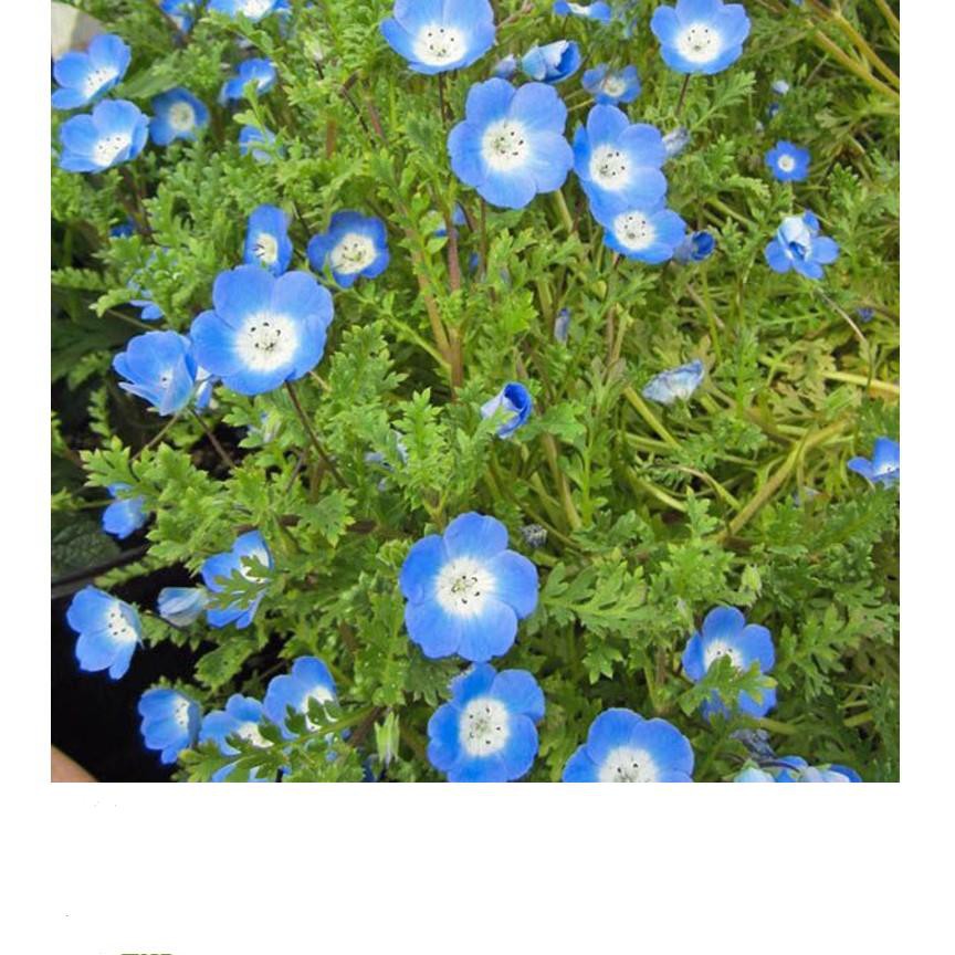Gói 20 Hạt Giống Hoa Tình Yêu - BABY BLUE ĐẾN MÙA TRỒNG TẾT  KHUYẾN MẠI SHOP MỚI HẠ GIÁ SỈ