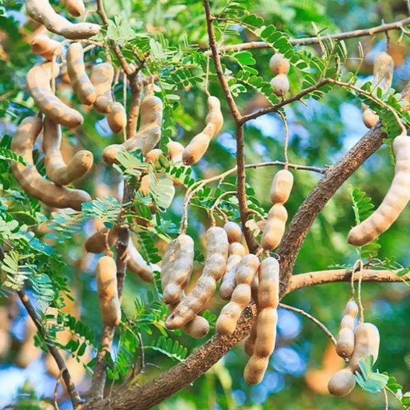 Cây me thái lùn trái ngọt