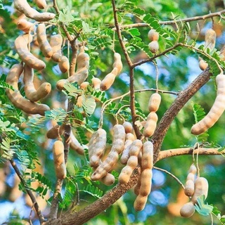 Cây me thái lùn trái ngọt (siêu sớm)
