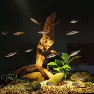 Đèn rọi bể cá cảnh Bio-top 3W