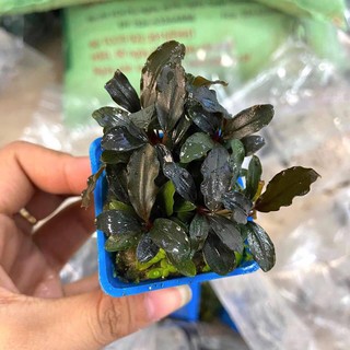 Bucep Tím Rọ Xanh (CÂY THỦY SINH)