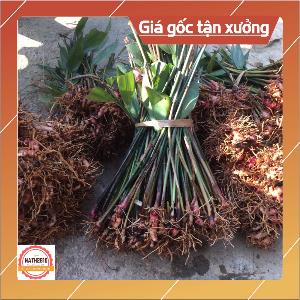 500 gram GỪNG NÚI ĐÁ  Bắc Sơn Lạng Sơn