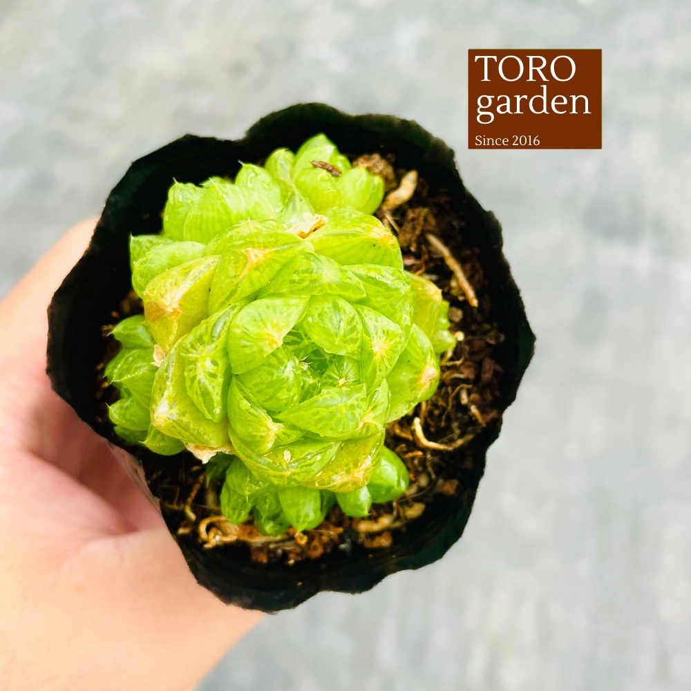 Sen đá ngọc lá bé Đà Lạt size bé cây cảnh trang trí nhà cửa Toro garden