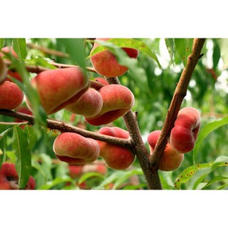 HÀNG HÓT LUÔN ..CÂY GIỐNG ĐÀO DẸT NGA.CHUẨN 100%