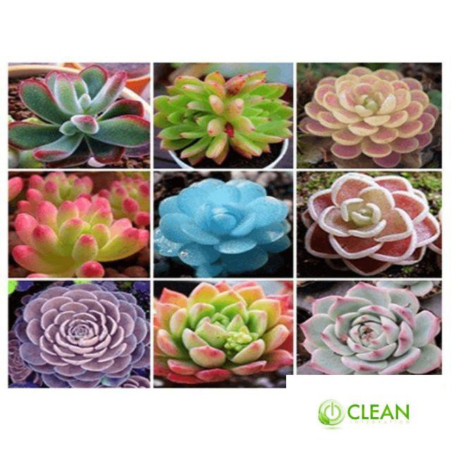 Gói 20 hạt giống sen đá mix màu
